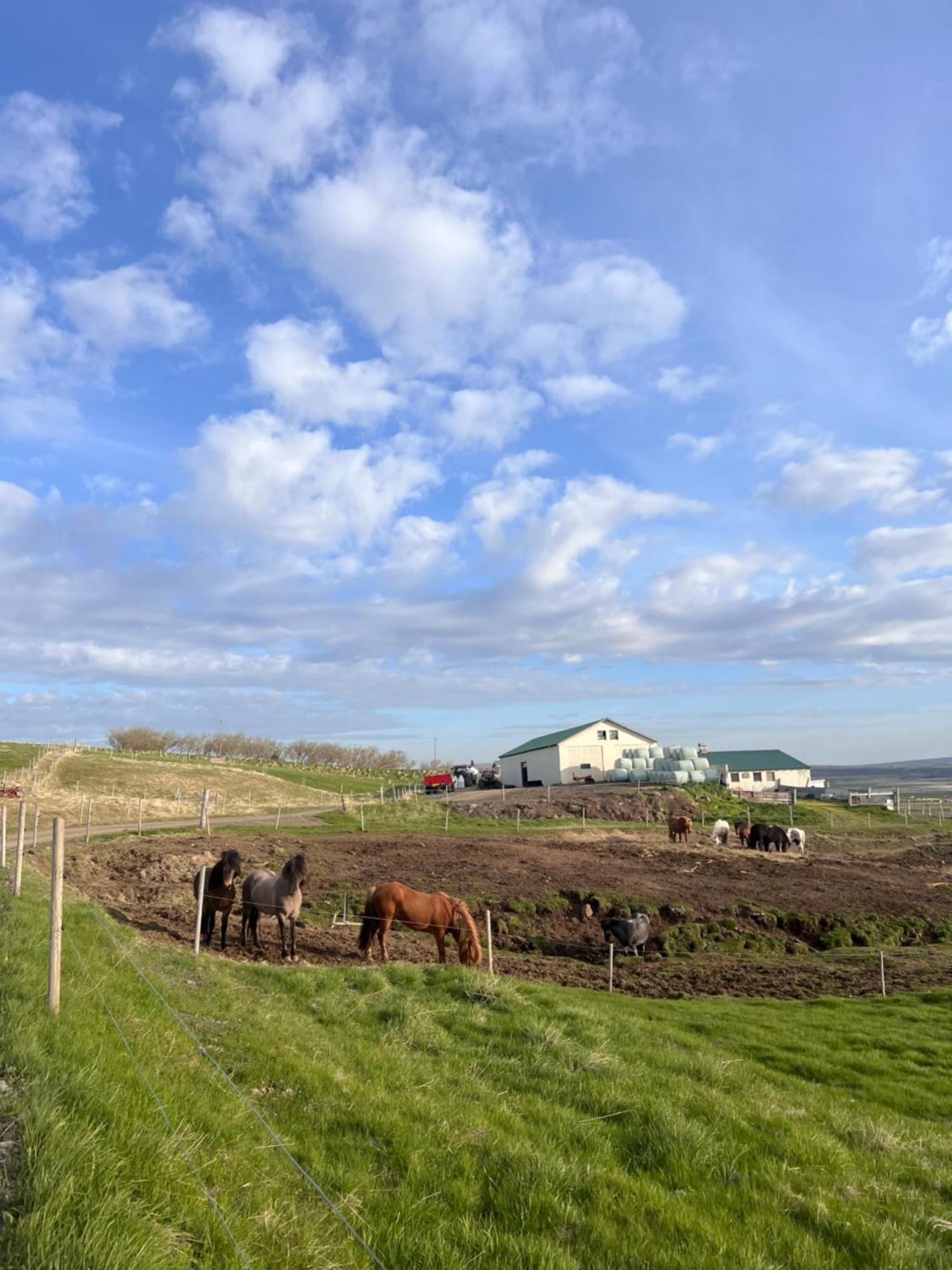 Stora-Asgeirsa Horse Farm Stay Vithigerthi Kültér fotó