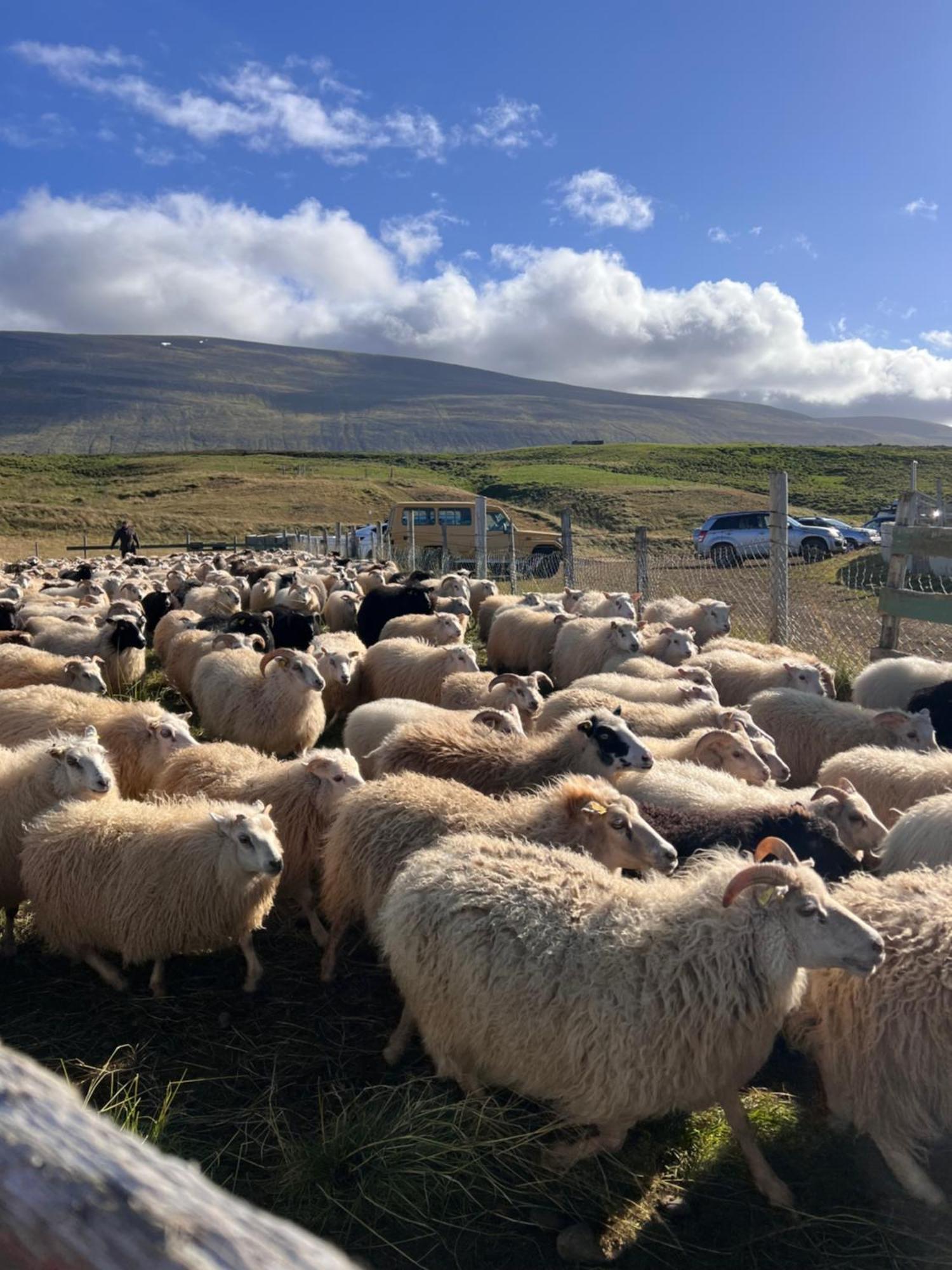 Stora-Asgeirsa Horse Farm Stay Vithigerthi Kültér fotó