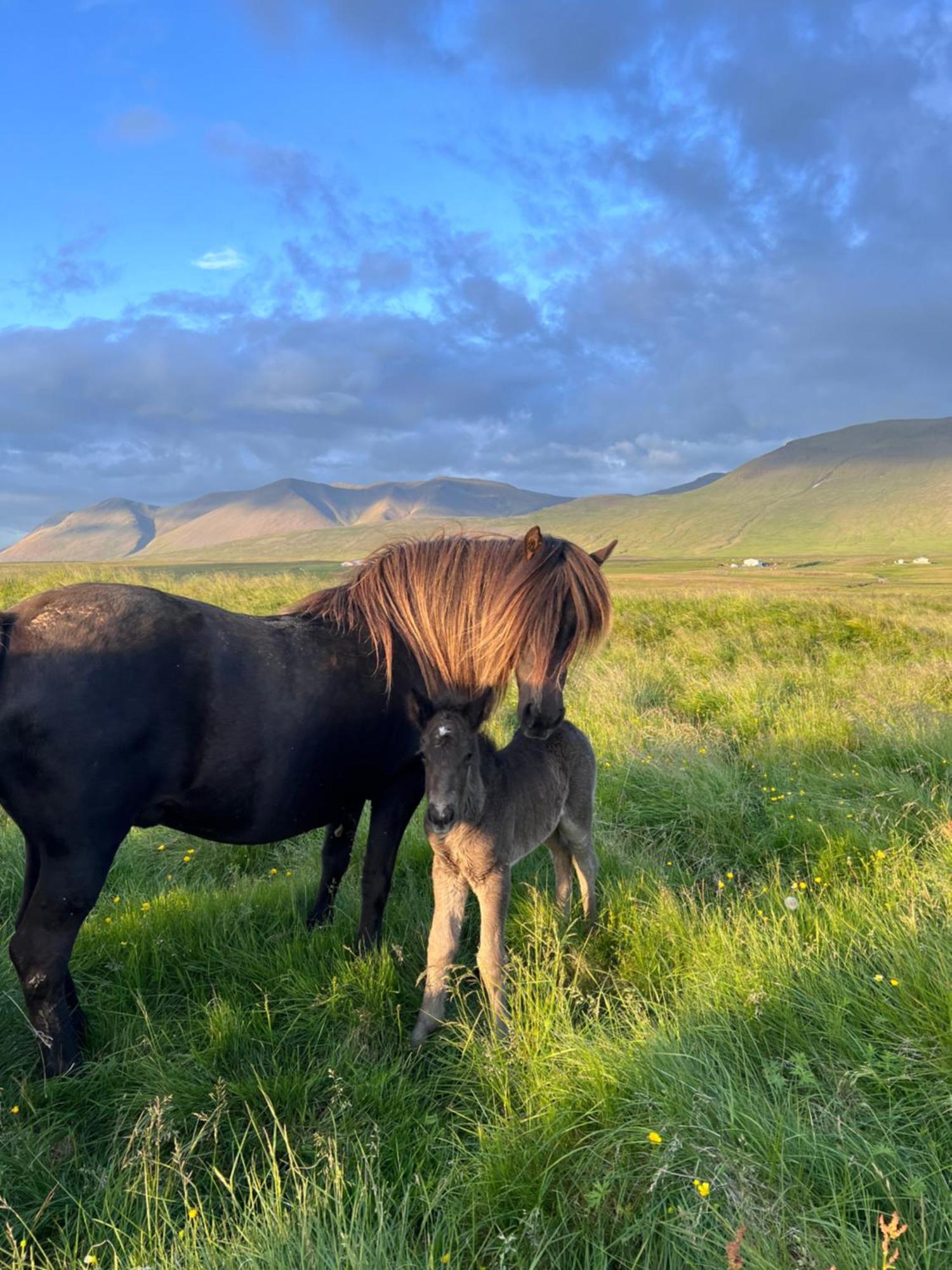 Stora-Asgeirsa Horse Farm Stay Vithigerthi Kültér fotó